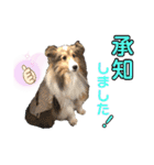 シェルティ クララの 丁寧語すたんぷ（個別スタンプ：11）