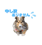 シェルティ クララの 丁寧語すたんぷ（個別スタンプ：12）