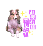 シェルティ クララの 丁寧語すたんぷ（個別スタンプ：14）