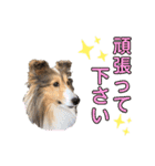 シェルティ クララの 丁寧語すたんぷ（個別スタンプ：16）