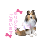 シェルティ クララの 丁寧語すたんぷ（個別スタンプ：18）