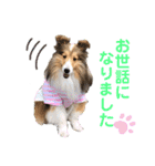 シェルティ クララの 丁寧語すたんぷ（個別スタンプ：19）