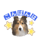 シェルティ クララの 丁寧語すたんぷ（個別スタンプ：20）