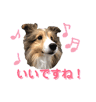 シェルティ クララの 丁寧語すたんぷ（個別スタンプ：21）