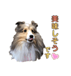 シェルティ クララの 丁寧語すたんぷ（個別スタンプ：22）