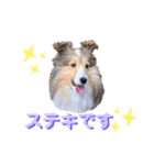 シェルティ クララの 丁寧語すたんぷ（個別スタンプ：24）