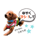 ぽみるるスタンプ（個別スタンプ：12）