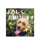 ちんぴらインギー②（個別スタンプ：1）