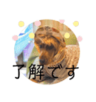 ちんぴらインギー②（個別スタンプ：16）
