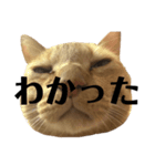 ピーコ時々サナエ（個別スタンプ：8）