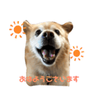 ケンタのスタンプです（個別スタンプ：1）
