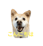 ケンタのスタンプです（個別スタンプ：2）