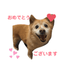 ケンタのスタンプです（個別スタンプ：3）