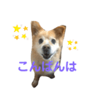 ケンタのスタンプです（個別スタンプ：4）