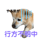 ケンタのスタンプです（個別スタンプ：8）
