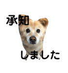 ケンタのスタンプです（個別スタンプ：14）