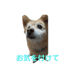 ケンタのスタンプです（個別スタンプ：15）