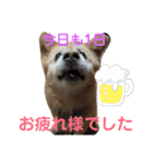ケンタのスタンプです（個別スタンプ：16）