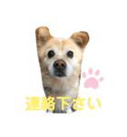 ケンタのスタンプです（個別スタンプ：24）