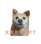 ケンタのスタンプです（個別スタンプ：25）