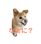 ケンタのスタンプです（個別スタンプ：40）