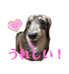 ダックスのれんくんスタンプ2（個別スタンプ：5）