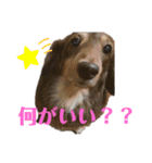 ダックスのれんくんスタンプ2（個別スタンプ：6）
