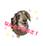 ダックスのれんくんスタンプ2（個別スタンプ：13）