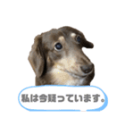 ダックスのれんくんスタンプ2（個別スタンプ：14）