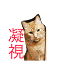ネコのチャチャ（個別スタンプ：1）
