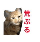 ネコのチャチャ（個別スタンプ：3）
