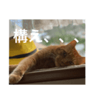 ネコのチャチャ（個別スタンプ：4）