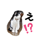 たるはなうみ（個別スタンプ：2）