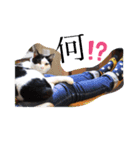 たるはなうみ（個別スタンプ：3）