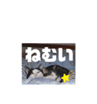 たるはなうみ（個別スタンプ：9）