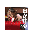 たるはなうみ（個別スタンプ：11）