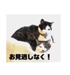 たるはなうみ（個別スタンプ：13）