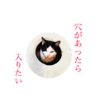 たるはなうみ（個別スタンプ：15）