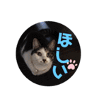 たるはなうみ（個別スタンプ：16）
