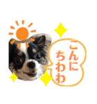 うし柄チワワのモモさん 日常編（個別スタンプ：3）