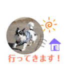 うし柄チワワのモモさん 日常編（個別スタンプ：4）