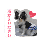 うし柄チワワのモモさん 日常編（個別スタンプ：5）