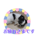 うし柄チワワのモモさん 日常編（個別スタンプ：6）