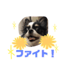 うし柄チワワのモモさん 日常編（個別スタンプ：11）