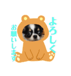うし柄チワワのモモさん 日常編（個別スタンプ：15）