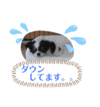 うし柄チワワのモモさん 日常編（個別スタンプ：19）