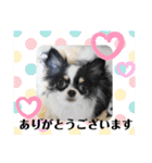うし柄チワワのモモさん 日常編（個別スタンプ：20）