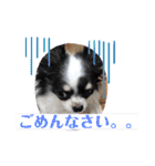 うし柄チワワのモモさん 日常編（個別スタンプ：21）