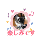 うし柄チワワのモモさん 日常編（個別スタンプ：22）
