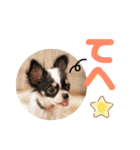 うし柄チワワのモモさん 日常編（個別スタンプ：25）